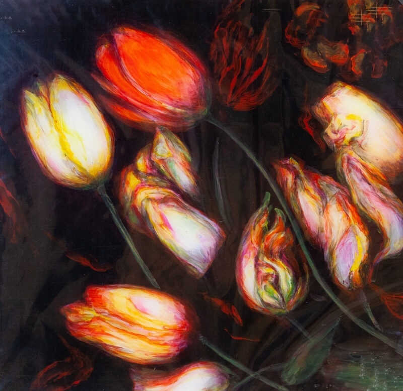 Tulipe II
